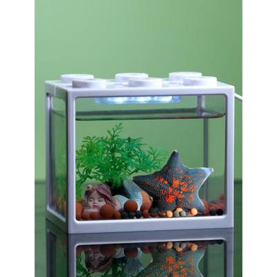 海星活宠物活体海水观赏翻砂小宠活物活的小型水族海盘车水母鱼缸
