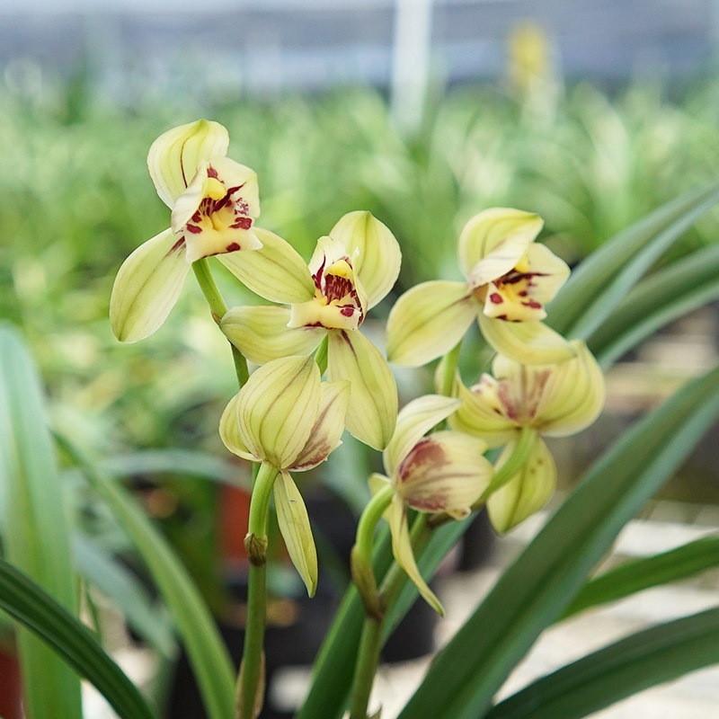 建兰【祥荷】夏秋开花浓香荷瓣兰花室内阳台花卉绿植