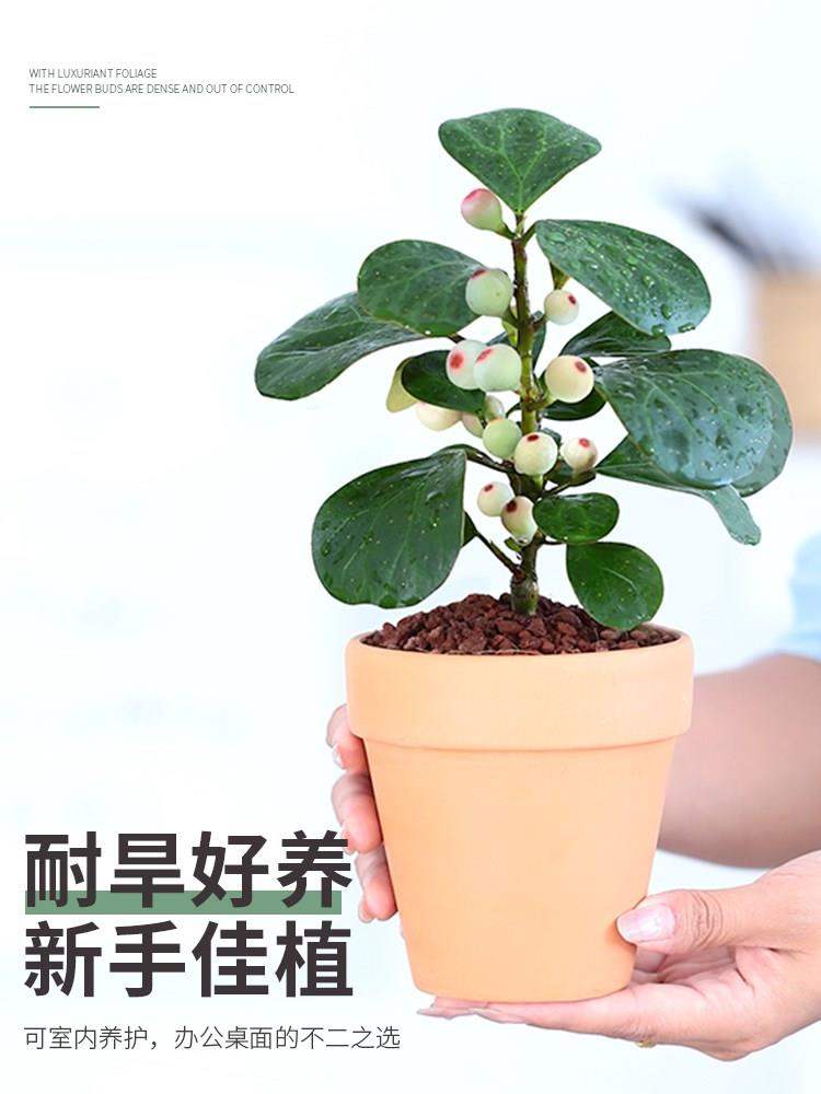小盼菩提树盆景办公室室内盆栽花卉桌面四季好养风水植物