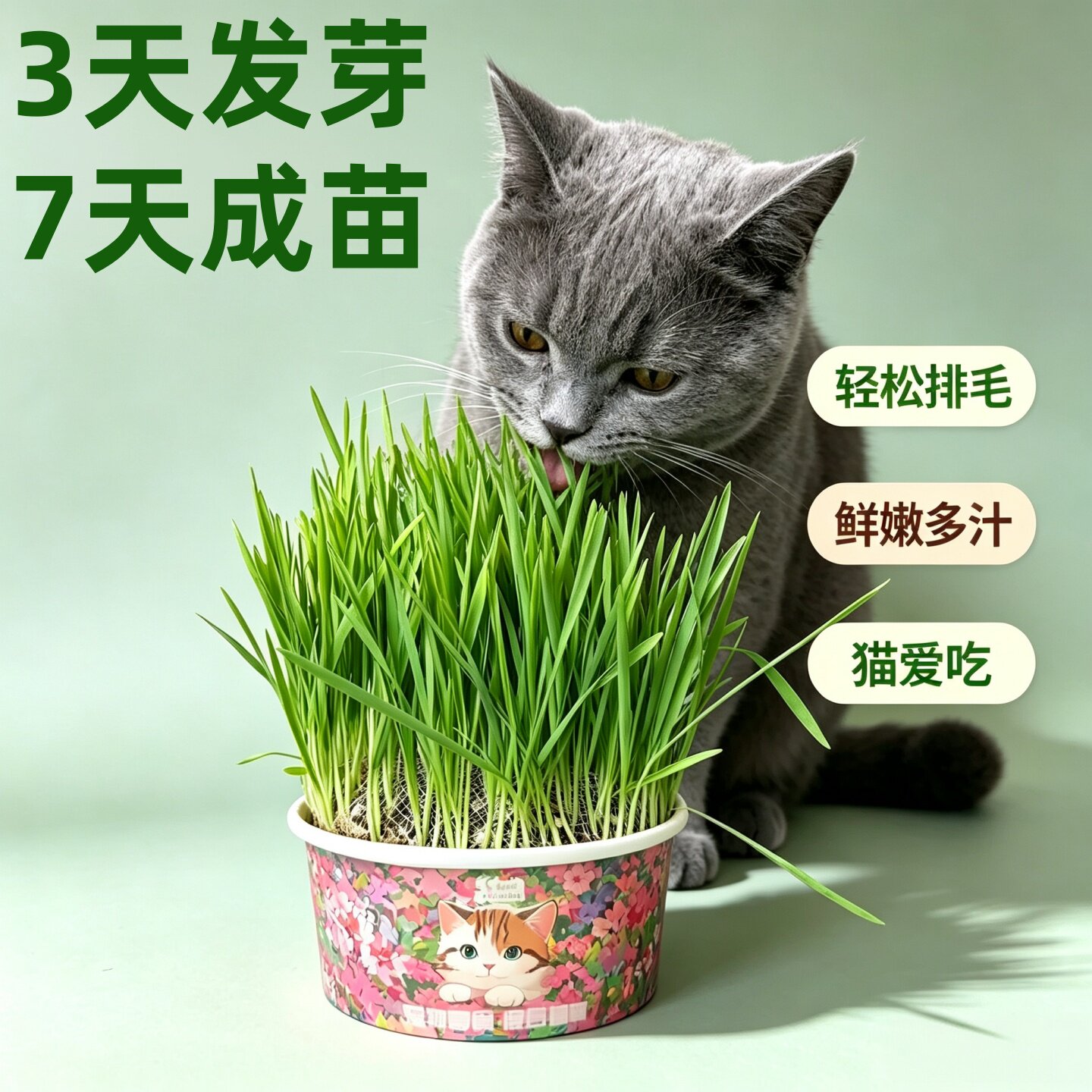 新鲜猫草罐装3天发芽全阶段助消化化毛球排毛化毛草宠物猫咪零食