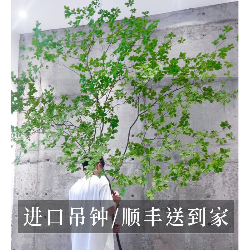 进口吊钟客厅卧室鲜切水养绿植