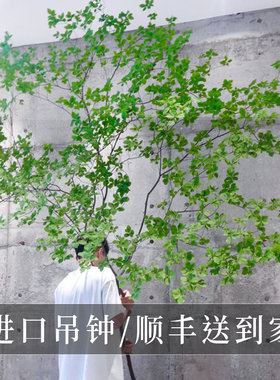 进口吊钟水养植物鲜切绿植室内客厅日式鲜切马醉木水培绿植树