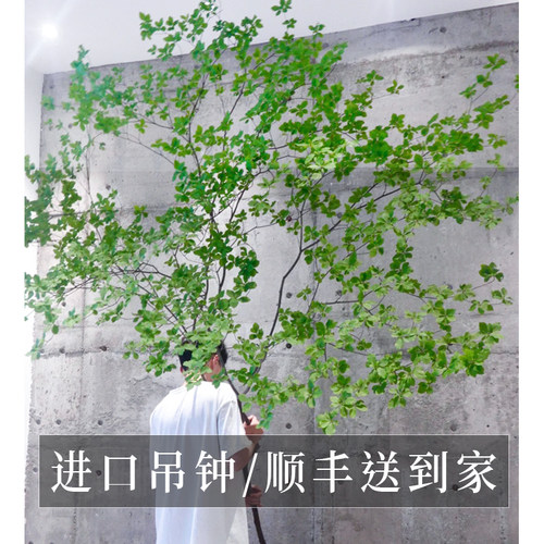 进口吊钟客厅卧室鲜切水养绿植