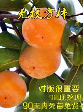无籽方柿苗 脆甜柿子树苗 无核方柿树苗嫁接果树苗南方北方种植
