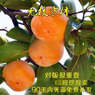 无籽方柿苗 脆甜柿子树苗 无核方柿树苗嫁接果树苗南方北方种植