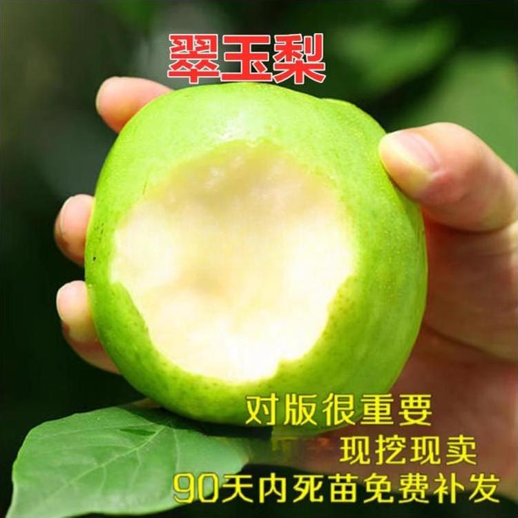早熟梨新品种翠玉梨 518梨树苗 嫁接梨苗 翡翠梨树苗当年结果包邮