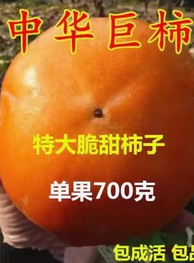 高产柿子树新品种中华巨柿树苗 特大果柿子树苗嫁接苗单果重700克