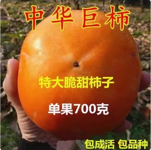 高产柿子树新品种中华巨柿树苗 特大果柿子树苗嫁接苗单果重700克