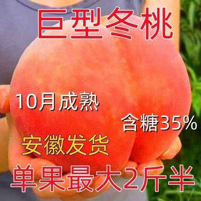 超大巨无霸冬桃苗特晚熟桃树苗耐寒大果桃子苗南北方种植庭院盆栽
