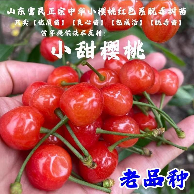 老品种樱桃树苖中华小苗盆栽