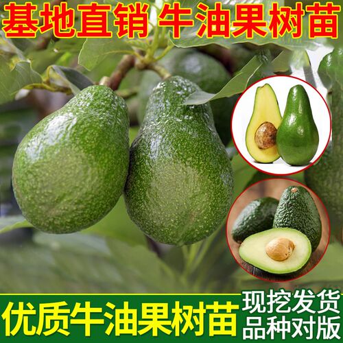 牛油果树苗南北方种植嫁接佳果墨西哥哈斯牛油果苗树当年结果