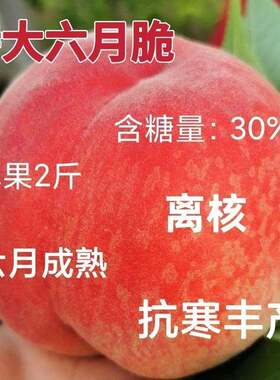 特大六月桃树苗嫁接早熟新品