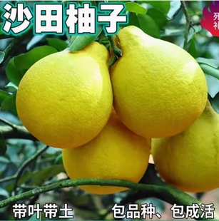 梅州沙田柚苗带土南北方庭院特大果树苗盆栽嫁接柚子树苗当年结果