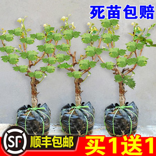 葡萄树苖阳光玫瑰蓝宝石巨峰葡萄苗萄葡晴王爬藤树苗北方南方种植