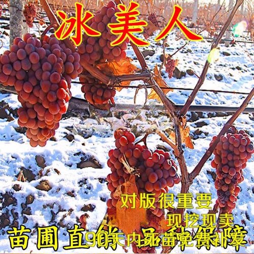 冬天不下架葡萄苗 金优2号葡萄苗 冰美人葡萄苗 晚熟冰葡萄苗包邮