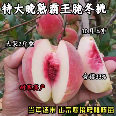 特大晚熟霸王脆冬桃树苗
