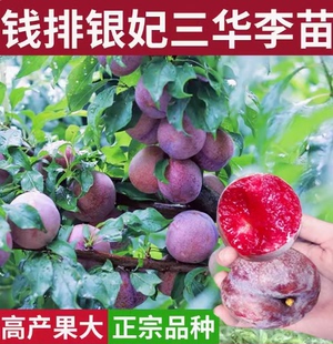 早熟三月李晚熟李子树苗三华李苗嫁接果树苗蜂糖李苗当年结果