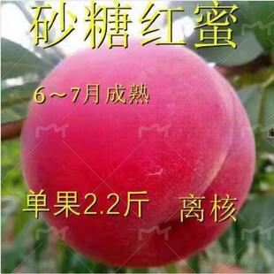 种桃树树苗果树苗南北方种植特大超甜 砂糖红蜜嫁接桃树苗新品