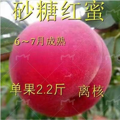 砂糖红蜜嫁接桃树苗新品种果