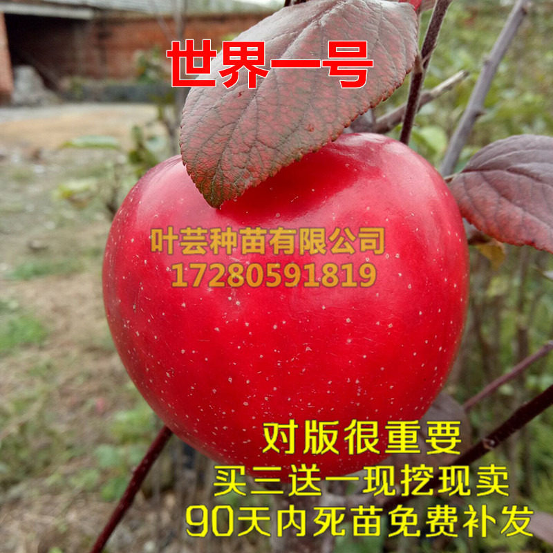 特大果巨型苹果树苗嫁接 世界一号苹果苗当年结果南方北方种植