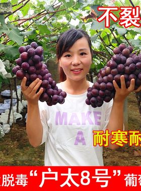 户太8号葡萄苗耐寒爬藤沪八树