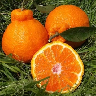 丑八怪丑橘树苗丑柑嫁接限购树苗桔子不知火春见耙耙柑橘桔子带果