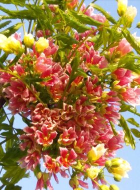 文冠花树苗浓香型盆栽室内外
