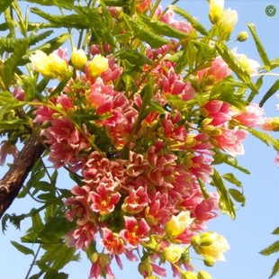 文冠花树苗浓香型盆栽室内外阳台庭院观赏花卉绿植好养多年生植物