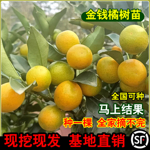 金钱桔树苗果树苗大果脆皮金钱橘苗盆栽南方生长桔子金钱桔树苗