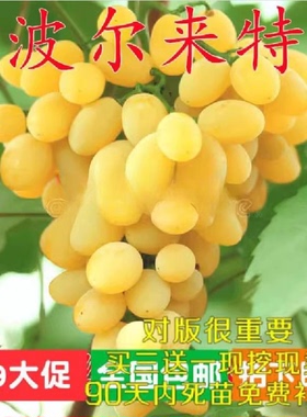 葡萄苗新品种 波尔来特葡萄苗 大粒黄色无核品种 嫁接葡萄果树苗