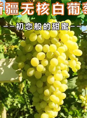 新疆吐鲁番青提子树苗 无籽白葡萄白鸡心果树苗无核白鸡心葡萄苗