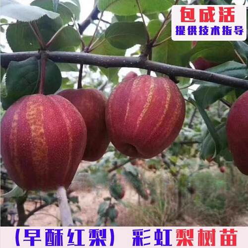 嫁接早酥红梨树苗特大彩虹果