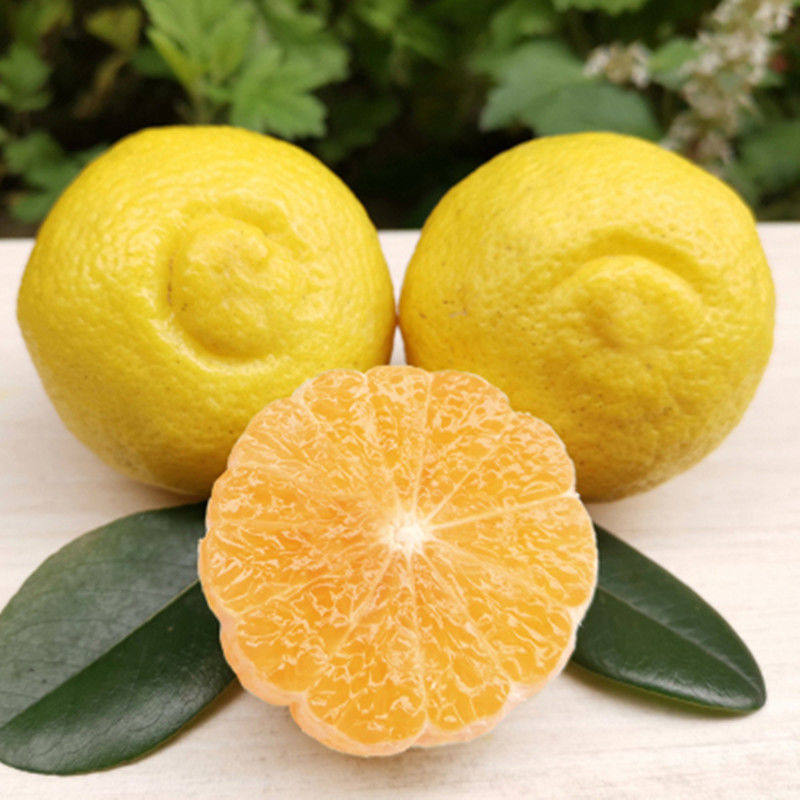 嫁接沙田柚子树苗木三红心白肉蜜柚水果盆地栽南北方种植当年结果