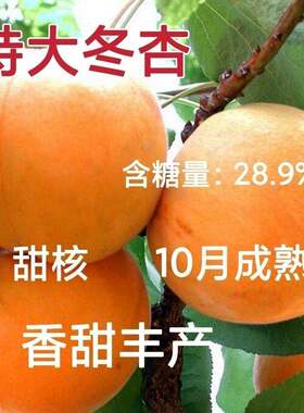 晚熟杏子树苗冬嫁接季10月初