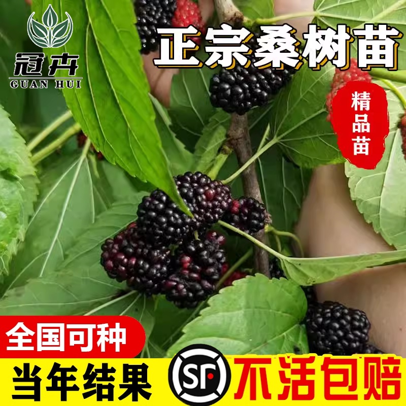 台湾长桑果树苗大葚嫁接山