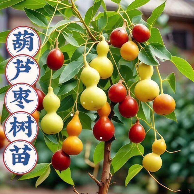 销】超甜葫芦枣树苗当年结果枣子苗盆栽地栽枣苗南北方种植种果树