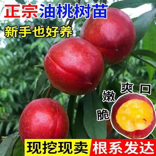 正宗油桃树苗特大早熟果盆