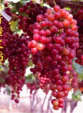 新疆玻璃脆翠葡萄树苖树苗南北方种植果树果苗当年结果葡萄苗