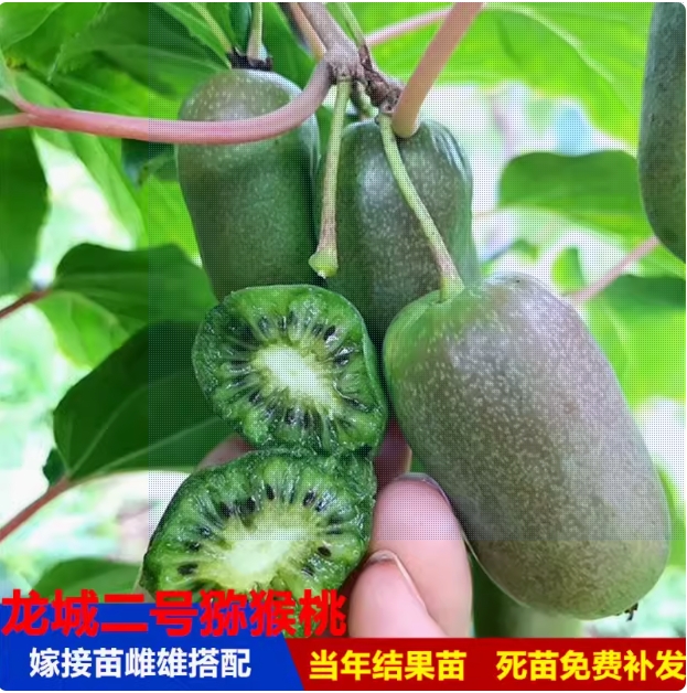 龙城二号软枣猕猴桃树苗盆栽