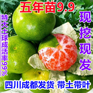 蜜桔树苗日南一号青皮蜜桔苗嫁接橘子树苗地栽南北方种植当年结果