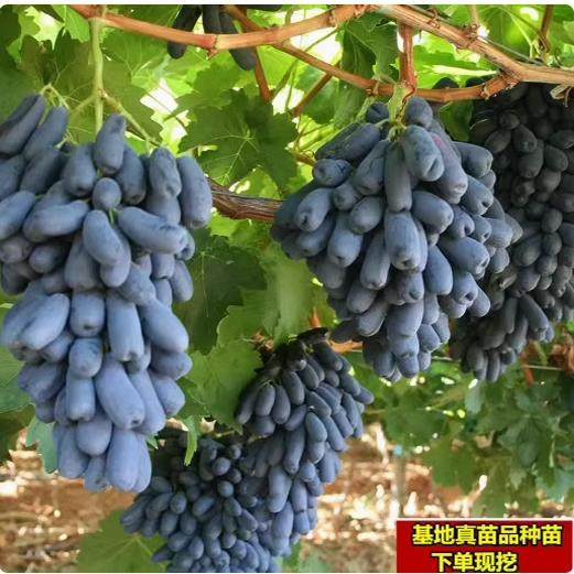 美国甜蜜蓝宝石无籽葡萄树苗当年结果南方北方种植金手指提子树苗