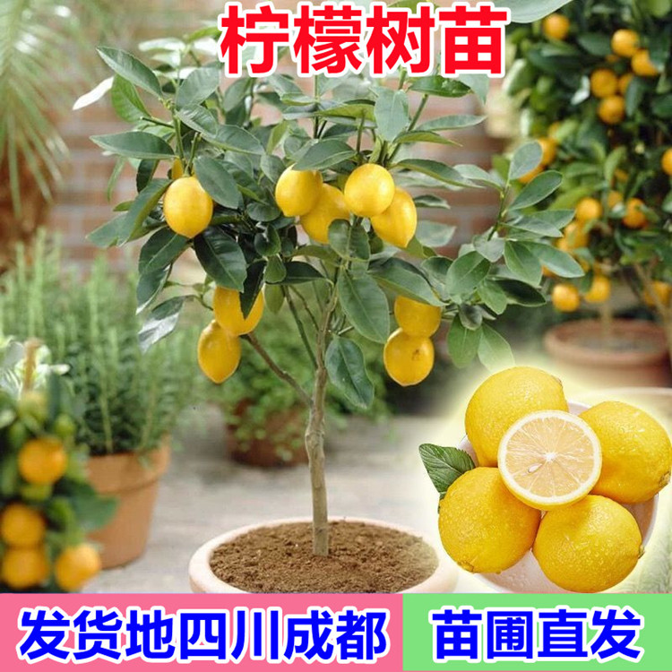 四季香水柠檬苗树盆栽地栽阳台室内种植南北方种植果树苗当年结果