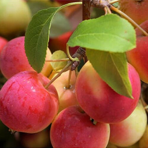 嫁接123小苹果树苗东北耐寒沙