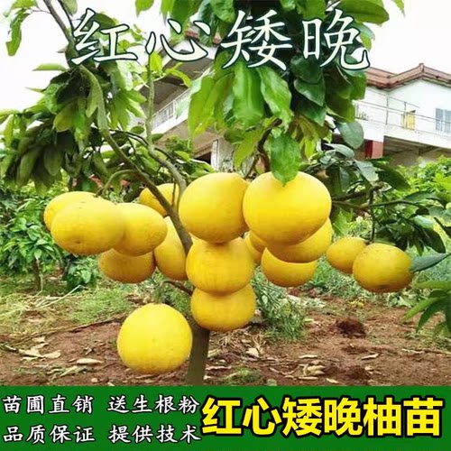 晚矮柚树苗嫁接子红心蜜