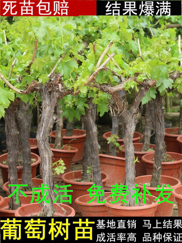 葡萄树苖阳光玫瑰南北方种植