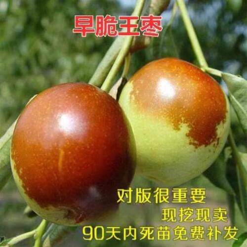 脆甜枣子树苗 早脆王枣树苗 嫁接枣子苗当年结果 脆蜜大枣果树苗