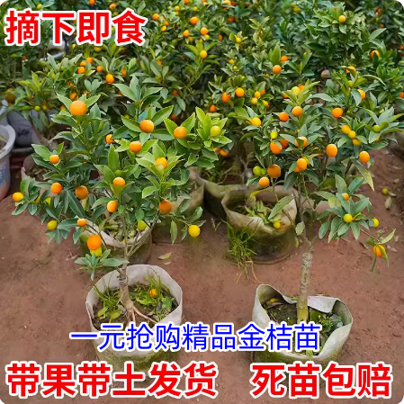 脆皮金桔带果发货盆栽树苗