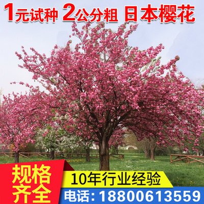 苗树日本嫁接早樱晚小绿化当