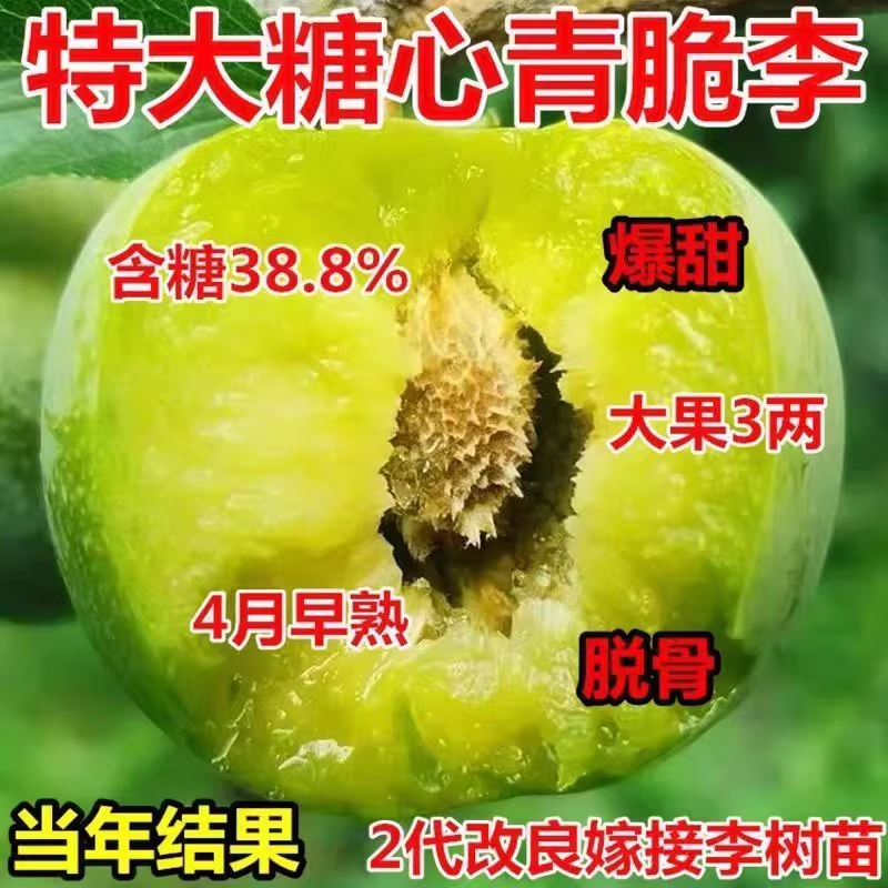 嫁接青脆李子树苗特大蜂糖