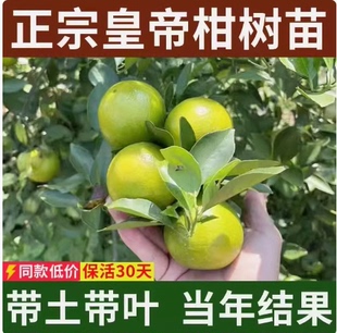 皇帝柑树苗 正宗德庆皇帝柑苗 贡柑苗果树苗柑橘树苗 砂糖橘树苗